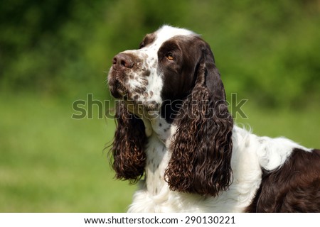 Dog English Springer Spaniel, portrait
