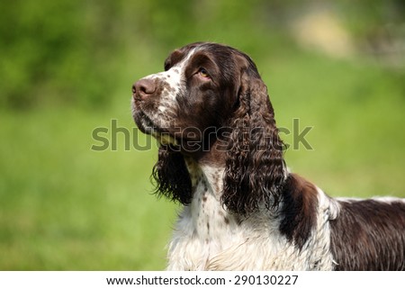Dog English Springer Spaniel, portrait