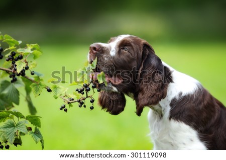 Puppy eating berries from the bush currant