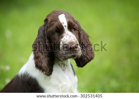 Sweet sad puppy portrait