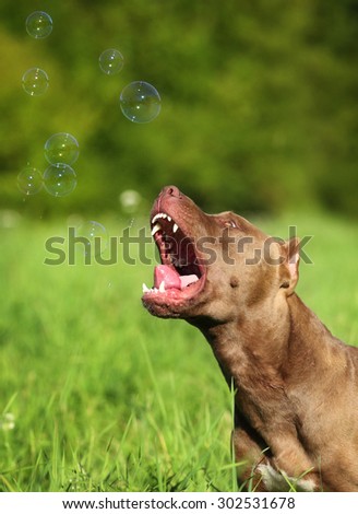 Funny dog catches the soap bubbles