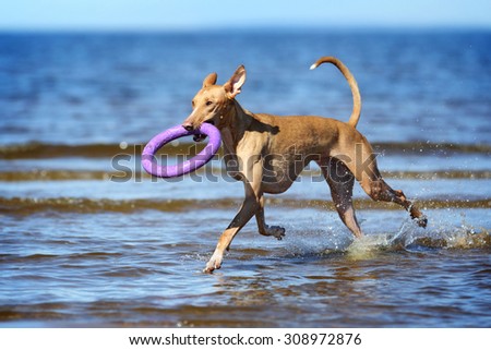 Dog with toy runs on water