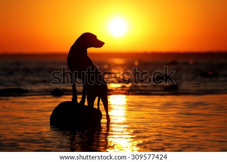 Silhouette of a dog on the background of the setting sun