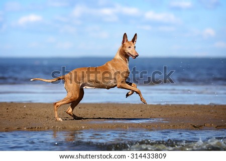 Active beautiful dog running on the beach