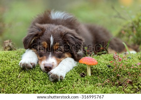 Sweet sad puppy lying next to mushroom