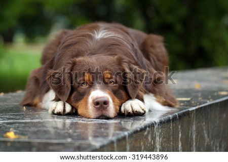 Sad dog lying on a granite bench