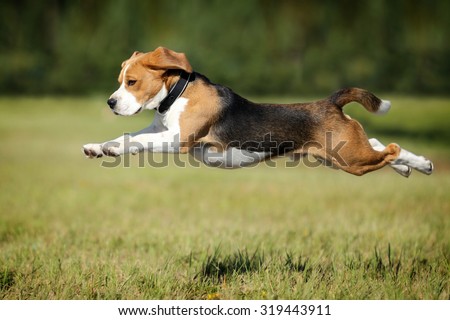 Active dog jumping