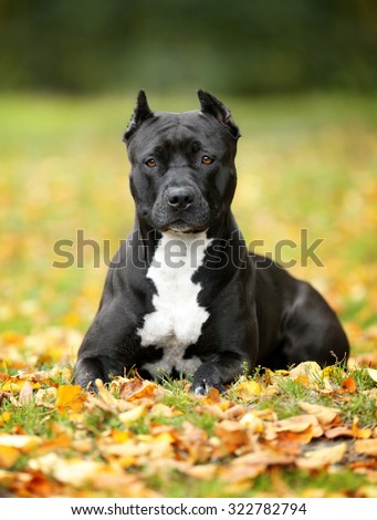 Beautiful black dog on the nature of American Pit Bull Terrier