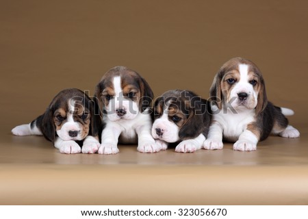 Four small puppy beagle