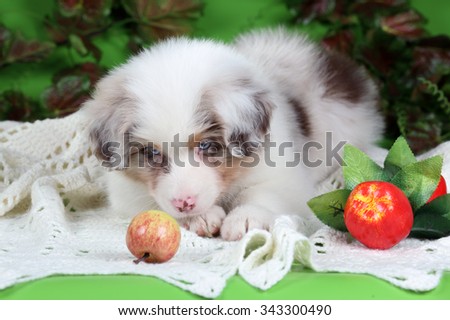 Cute Puppy Australian Shepherd with apples and flowers on a green background