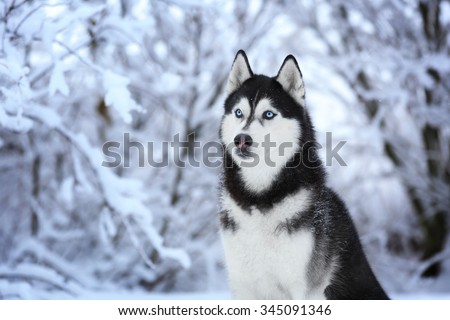 Beautiful Siberian Husky dog in winter forest