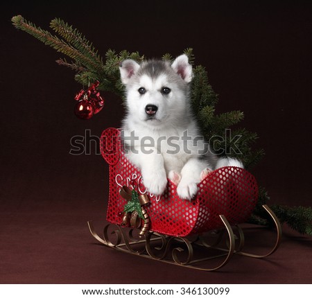 Cute Puppy Siberian Husky sitting in a red sleigh