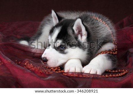 Sad Puppy Siberian Husky