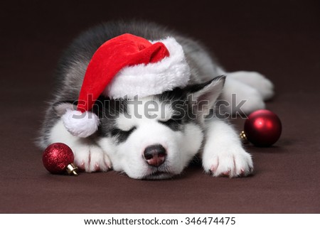 Cute puppy wearing a hat of Santa Claus sleeps