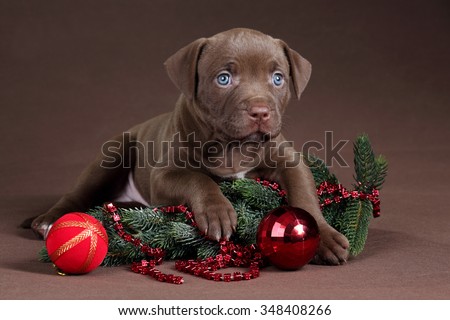 Little Puppy American Pit Bull Terrier with fir branches and Christmas decorations