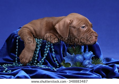 Cute sad puppy in a basket on a blue background