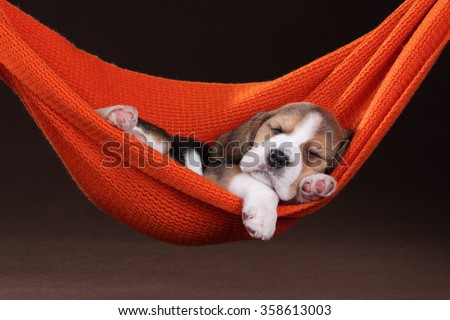 Small beagle puppy sleeping in a hammock