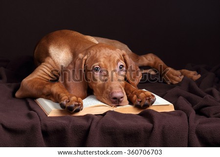 Sad Puppy Vizsla with a book