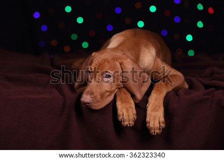Sad Puppy Vizsla on the background of garlands of lights