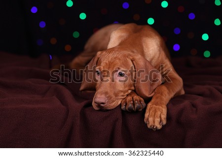 Sad Puppy Vizsla on the background of garlands of lights