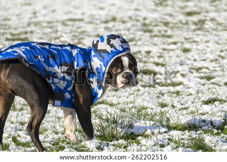Small Dog Wearing Camouflage Vest Walking in Snow