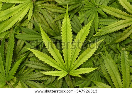 Big Marijuana Leaf Close Up with Texture Background of Cannabis Leaves in a Pile