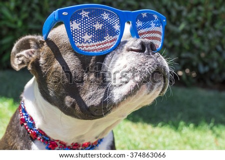 Close Up Boston Terrier Dog Wearing Stars and Stripes Sunglasses on Fourth of July