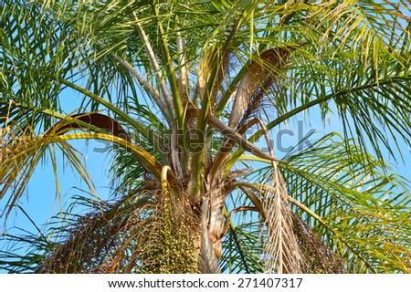 Colorful close up shot of the fronds of a Queen palm tree against a bright blue sky. Bright, happy colors - lots of green and blue. Taken in north east Florida, sunny tropical climate.