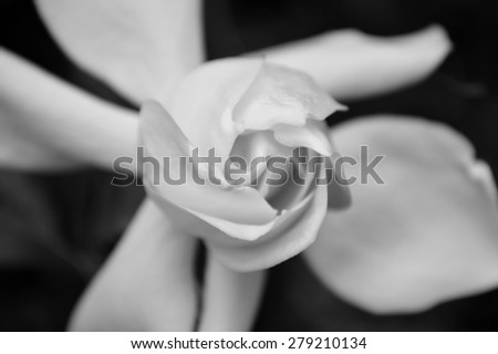 Gardenia bud just beginning to open. Extreme closeup in black and white. Elegant modern floral image.