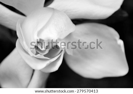 Gardenia bud just beginning to open. Extreme closeup in black and white. Elegant modern floral image.