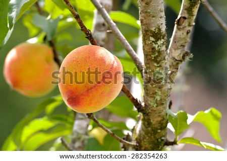 Bright and happy photo of a peaches on a peach tree in spring. Taken with short depth of field. Ripe peach ready for harvest.