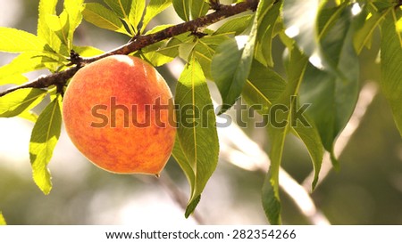 Letterbox image of a peach on a peach tree. Taken with short depth of field . Ripe peach ready for harvest. Soft rosy glow from sunlight.