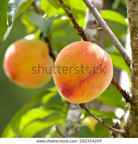 Bright and happy square photo of a peaches on a peach tree in spring. Taken with short depth of field. Ripe peach ready for harvest.