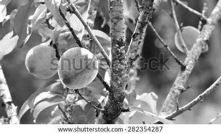 Black and white letterbox image of peaches on peach tree in spring. High contrast photo of ripe fruit. Modern and dramatic lighting.