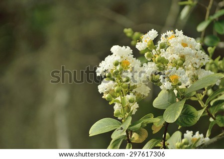 Crepe myrtle blooms in morning light. Green foliage background with good copy space to left. Crepe myrtle or Lagerstroemia flowers. Photo shot in Northeast Florida.