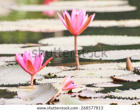 Lotus pond scenery.