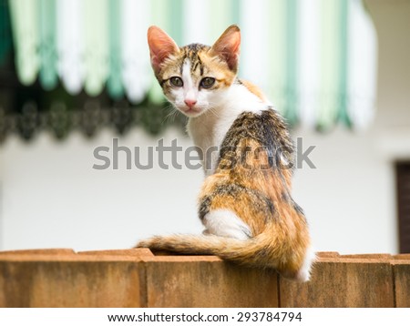 Skinny cat sit on a brick wall.