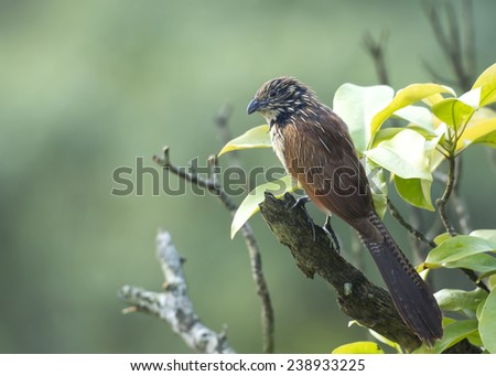 Lesser coucal is a common bird and easy to find in the forest in the north of Vietnam. In the photograph, an immature one\'s showing its beauty