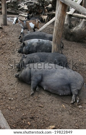 Four sleeping dirty pigs