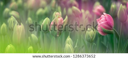 Buds of rose tulips with fresh green leaves in soft lights at blur background with place for your text. Hollands tulip bloom in an orangery in spring season. Floral banner for a floristry shop.