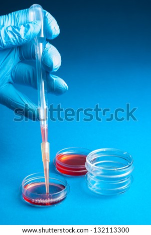 Biochemistry of blood tests. Cell culture for the biomedical diagnostic. Gloved hand hold the pipette with petri dish for blood analysis. Plastic labware for scientific research.
