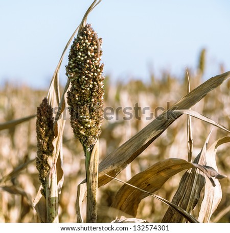 Sorghum ear on a field closeup. Agricultural landscape with harvest of sorghum cereal - grass family for the biofuel and fodder plants. Grain sorghum crop, cultivated in Africa and Asia.