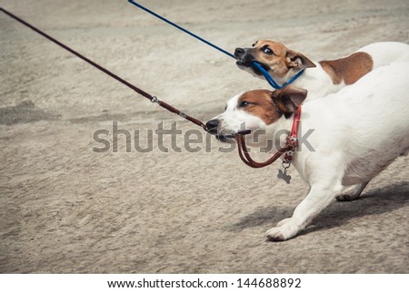 Two little funny dog. Breed dogs - Jack Russell Terriers, cute dog on a leash walks in the park.