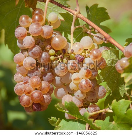 White grapes on the vineyard. Riesling - a wine grape variety to produce the classic white wines and champagne.