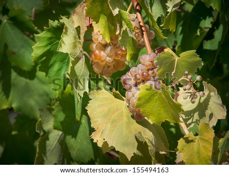 White grapes on the vineyard. Riesling - a wine grape variety to produce the classic white wines and champagne.