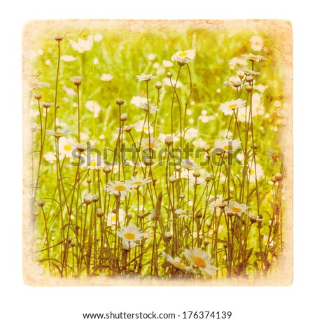 Floral texture background in vintage style. Chamomile meadow in summertime. Daisy flowers on paper texture background.