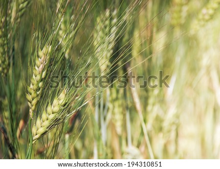 Wheat field - agricultural landscape. Spikes of wheat closeup. Cultivated farmland - cereals plants in soft focus.