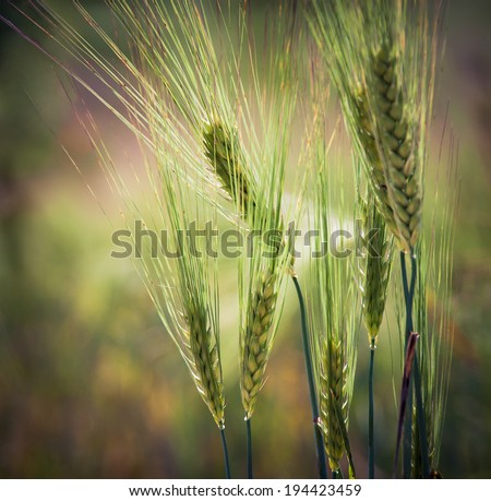 Wheat field - agricultural landscape. Spikes of wheat closeup. Cultivated farmland - cereals plants in soft focus.