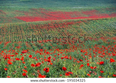 Rural landscape with road and red flowers on meadow. Farmland with bright red poppy flowers. Floral texture background. Poppies blossom on meadow in summertime. Red wild flowers on green meadow.