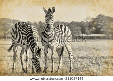 Plains zebra in retro style - black and white photo with African animals. Two striped zebra  in the African savanna on vintage paper.
